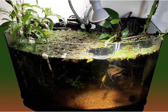 Acquariofilia Per Tutti